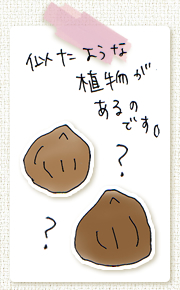 プエラリア100%粉末/イラスト1