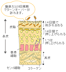 LC�W�����E�E�s�[�����O�o�u��/�C���X�g2