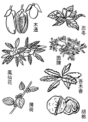 植物の力で、究極の美を。