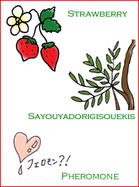 �k���k���E�f���V���X�X�g���x���[�L�b�X�̑f��