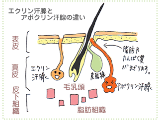 ワキ汗の図ジャムウ・ハーバルロール