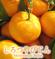 本草絵巻 しろつやびじん薩摩みかん 写真2