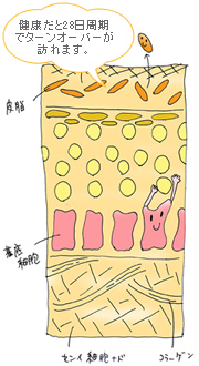ボディ消しゴム/角質についてご存知ですか?