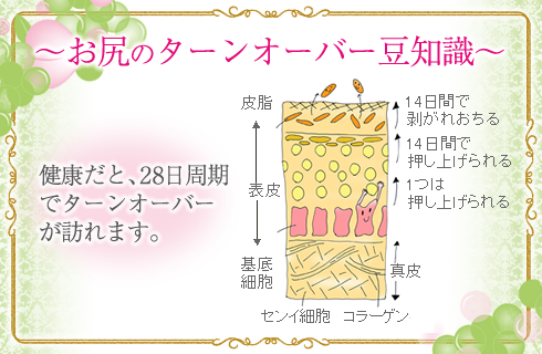 お尻ターンオーバー豆知識