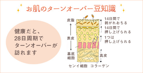 ターンオーバーの豆知識
