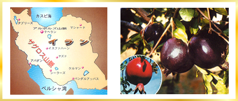 ザクロ/イラン地図