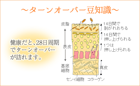 角質の図解