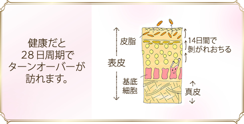 ターンオーバー