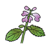 SCUTELLARIA ALPINA