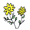 CAMOMILE