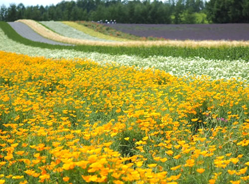 北海道の景色（花）