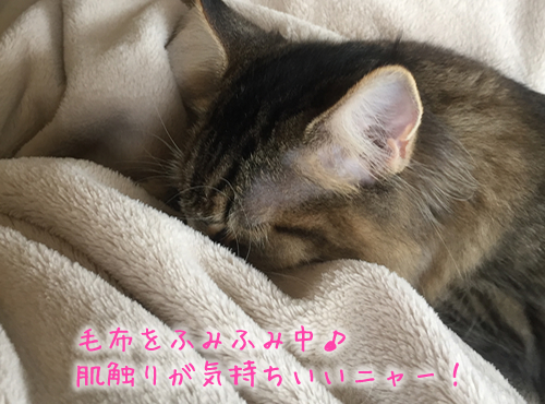 毛布をふみふみするねこ