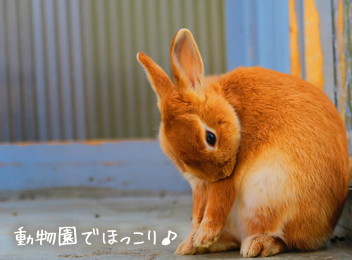 動物園デートは良いことだらけと聞いて…