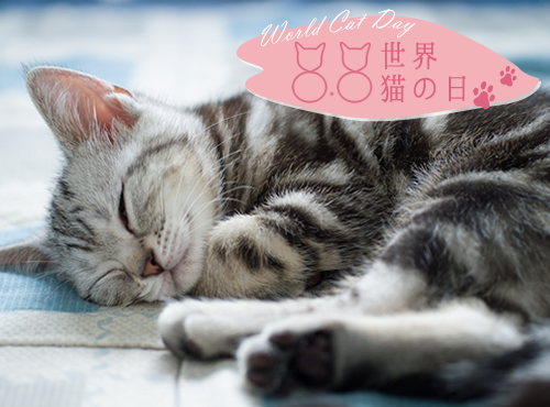 さくらの恋猫8つの魅力