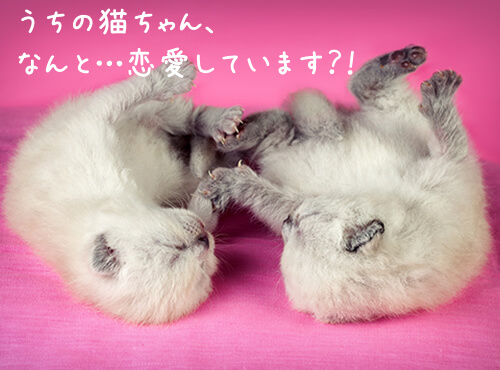驚き！】うちの猫ちゃん、なんと恋愛しているの？！まさかのスピ