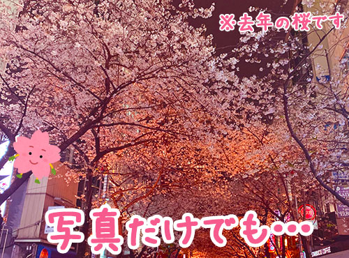 あれ…もしかしたらこれで疑似花見できるんじゃ