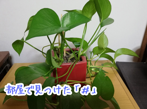 このハッシュタグ知ってますか？