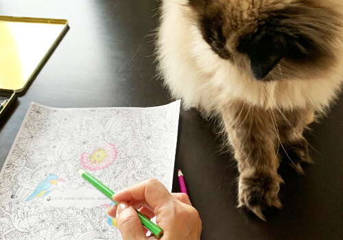猫も塗り絵に興味津々