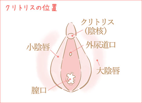 クリトリスの位置、クリトリスはどこ?