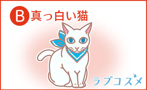 真っ白い猫