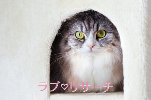 猫が恋を叶えてくれる！？それって、ただの猫？それとも…！