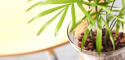 鉢植えの植物