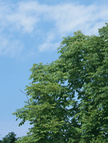 公園の空