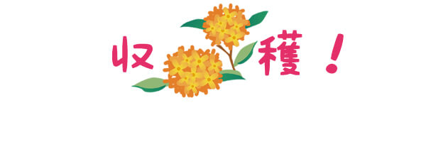 キンモクセイ