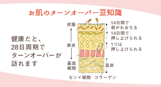 お肌のターンオーバー豆知識