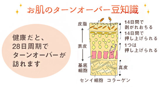 角質の図解