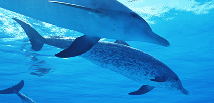 水族館のイルカ