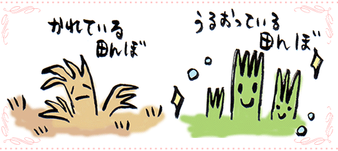 素肌は『田んぼ』と似ている!?