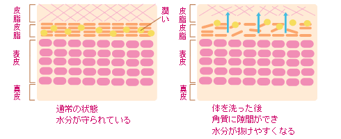 肌の乾燥対策のイラスト