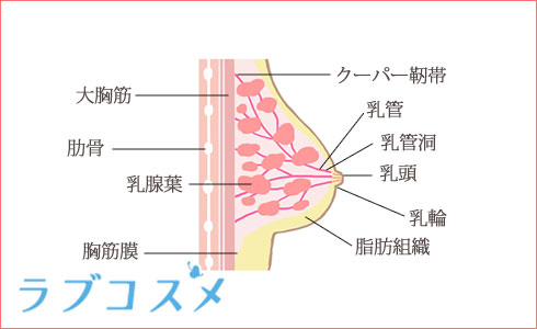 おっぱいの構造と周辺の胸筋肉のイラスト