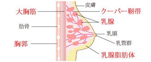 おっぱいの構造のイラスト