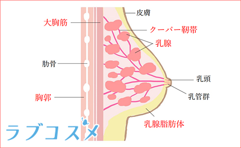 おっぱいの構造のイラスト