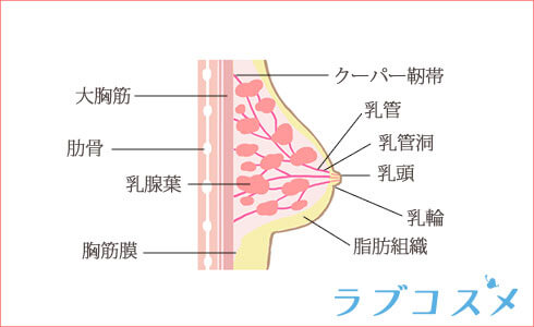 クーパー靭帯