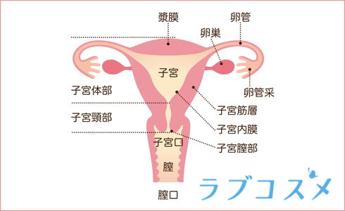 膣イラスト