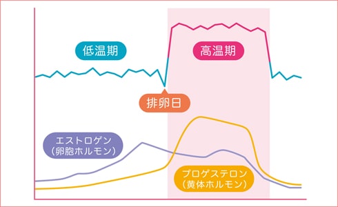 生理周期イラスト