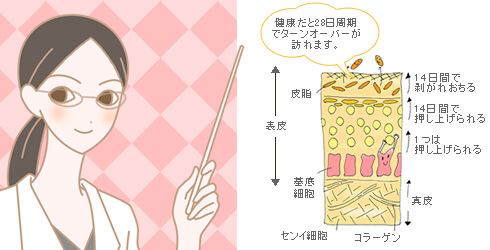 20代後半からのターンオーバーの乱れには角質ケアのできるボディソープ