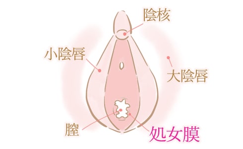 処女膜イラスト