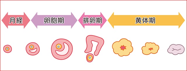 男女のイラスト