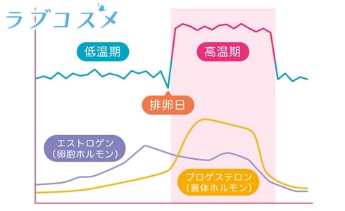 生理は2つの女性ホルモンの分泌量が定期的なサイクルで変化することでおこる