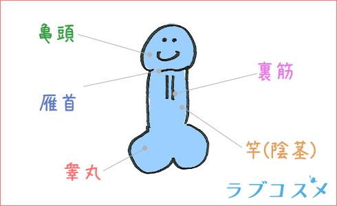 男性器の部位