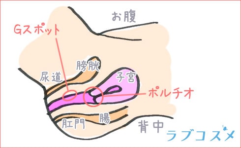 奥イキに欠かせないGスポット・ポルチオの詳細な位置