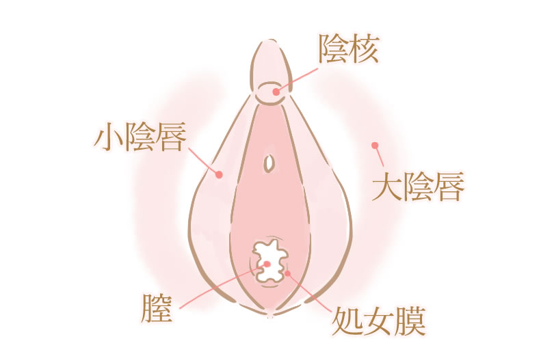 処女膜の開設イラスト