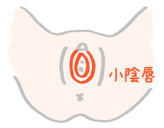 小陰唇