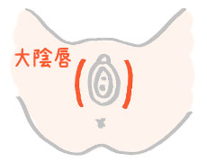 大陰唇
