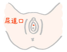 尿道口