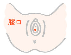 腟口